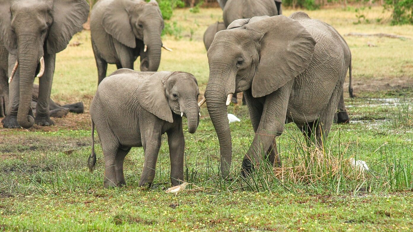 Elephants in the wild