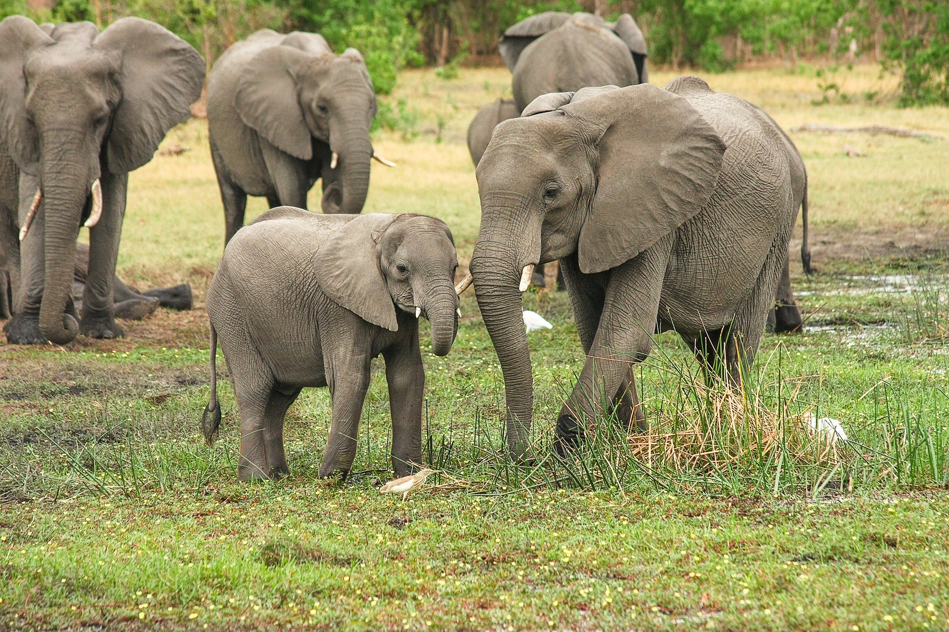 Elephants in the wild