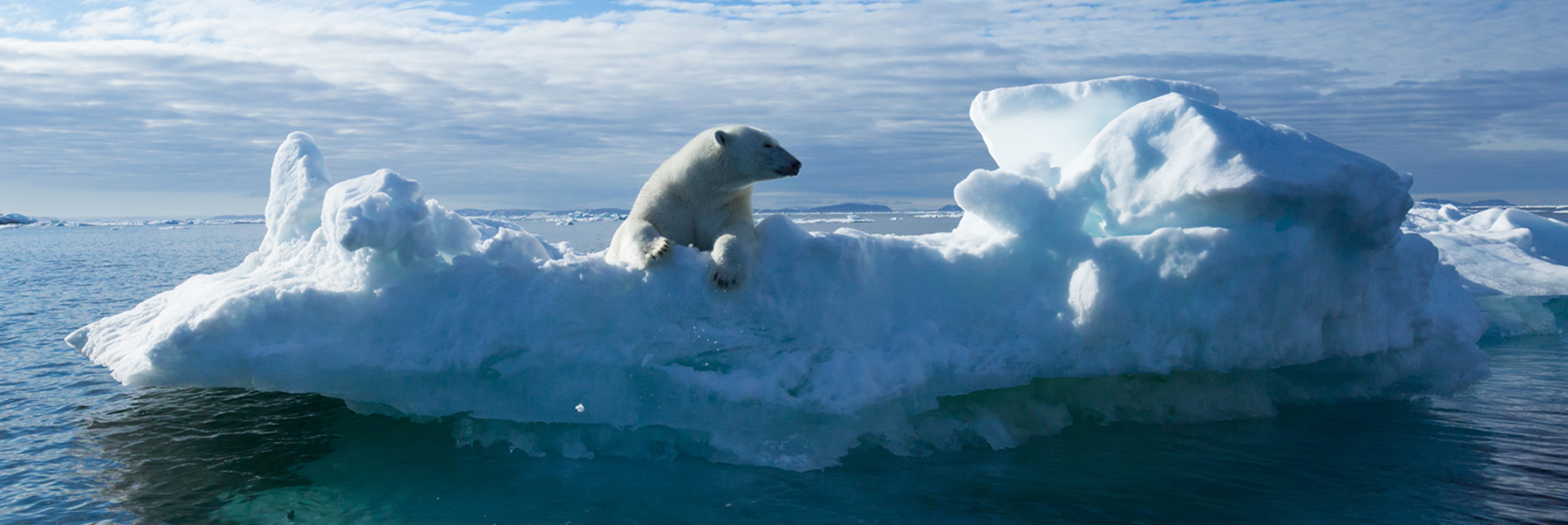 Ice and water with a bear