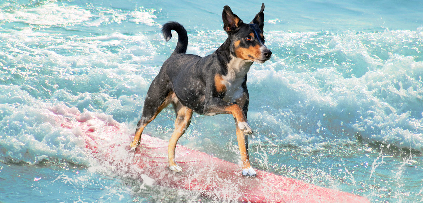 A dog on a beach