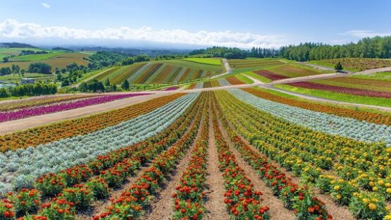 flower field