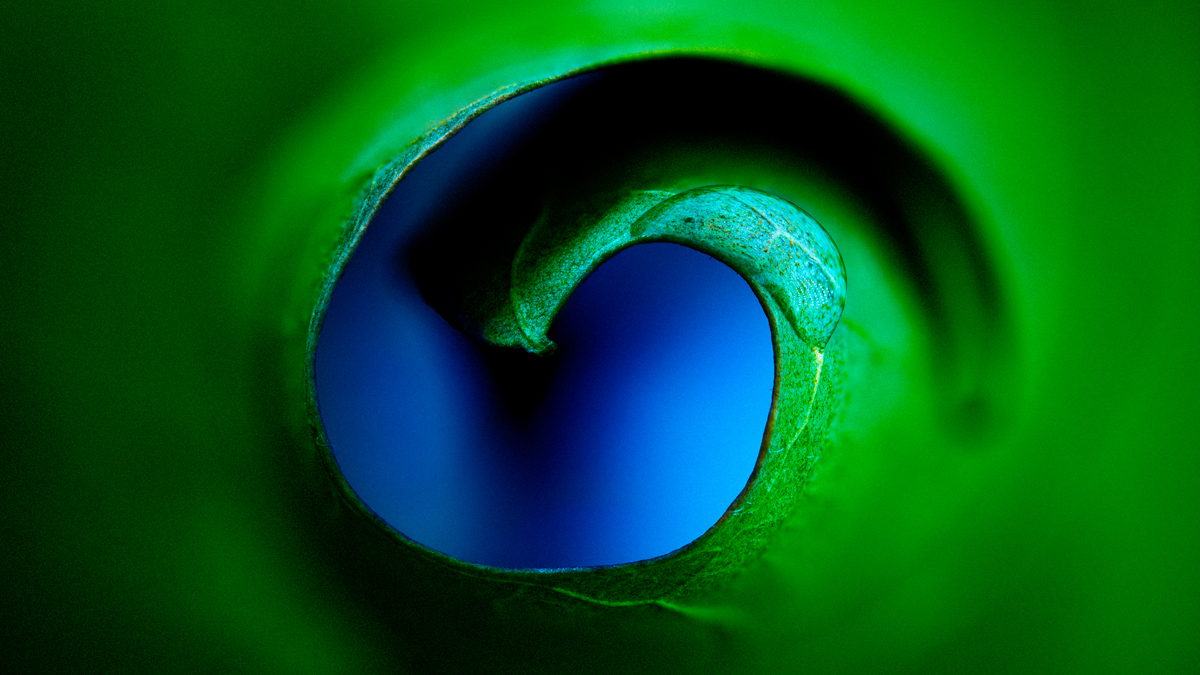 close-up image of leaf unfurling