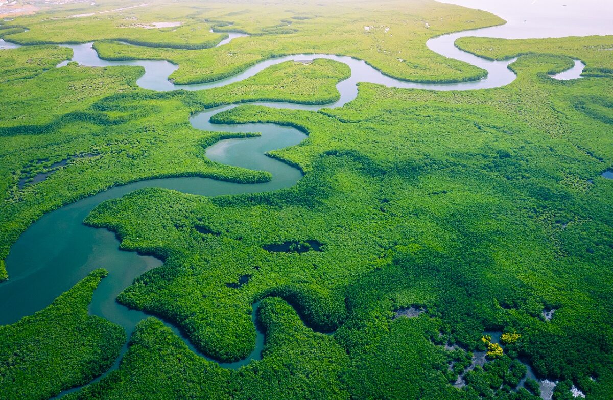 A view of a mangrove forest in Gambia.
