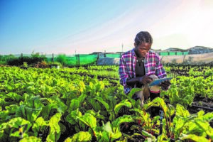 Man using a tablet on farm land