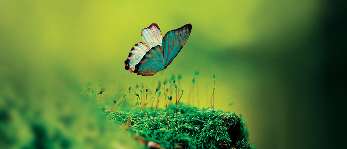 Image of butterfly