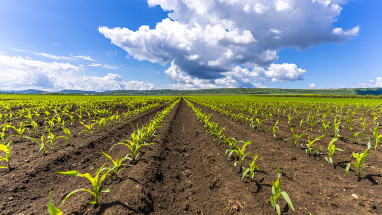 wide-plains-of-agriculture