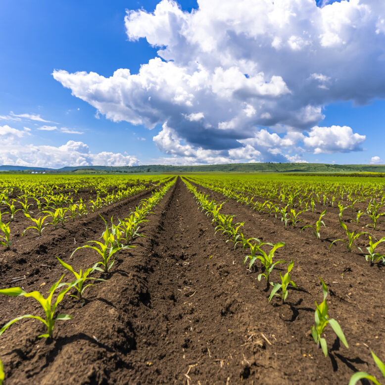 wide-plains-of-agriculture