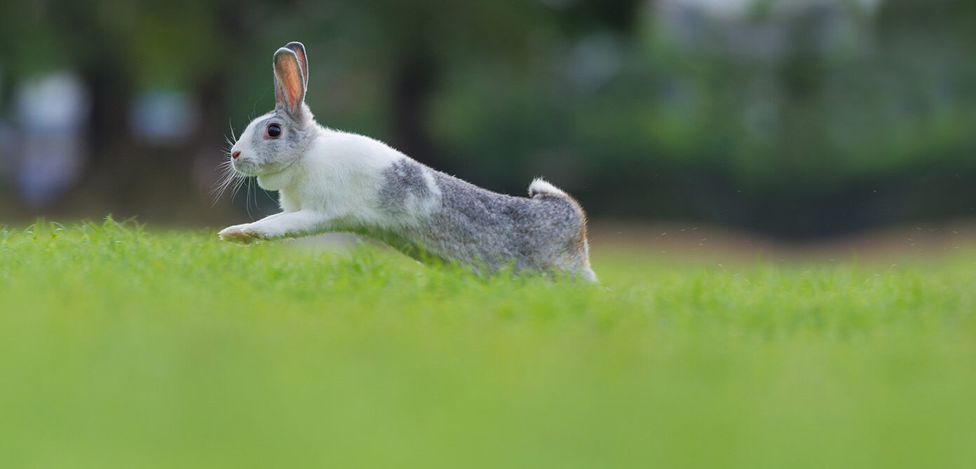 A rabbit jumping