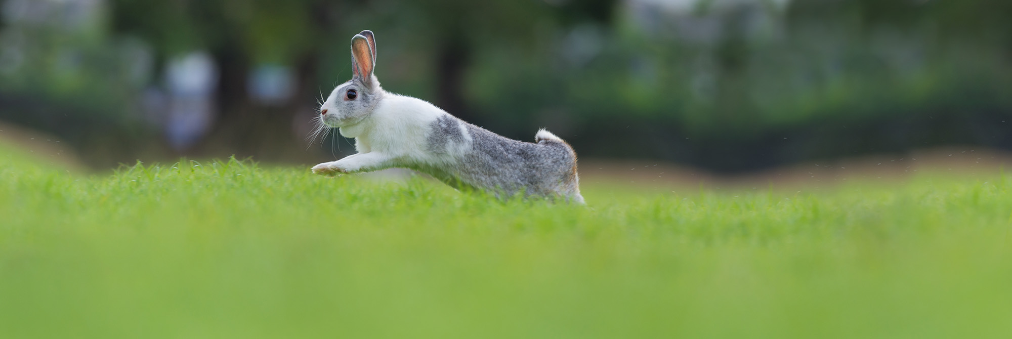 A rabbit jumping