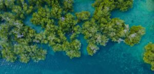 Mangrove image from above