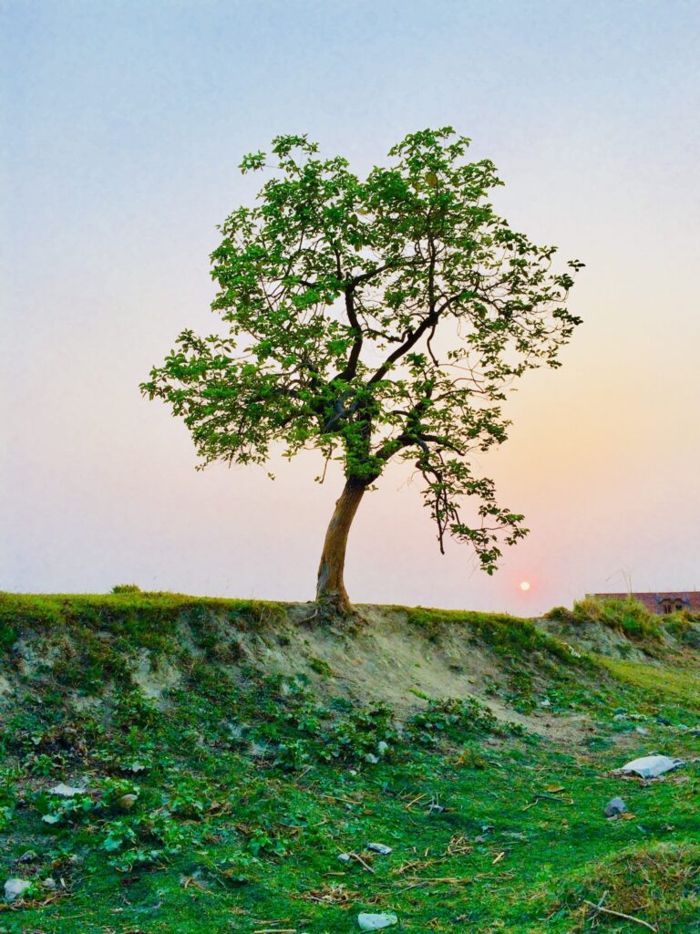 Tree, Plant, Tree Trunk