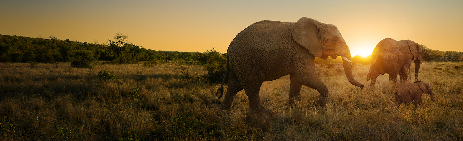 a group of elephants walking across the tropical grass field when sunset