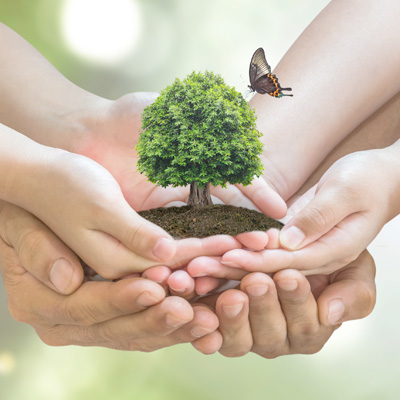 hands holding a small tree and a butterfly flying above