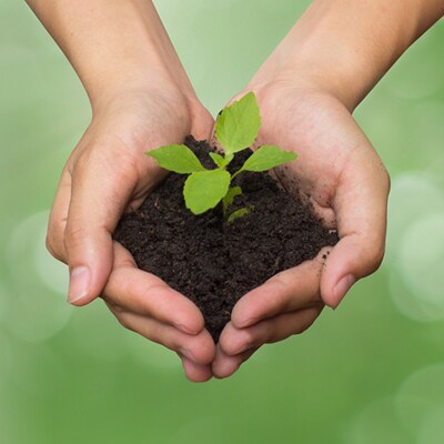 Soil, Person, Plant
