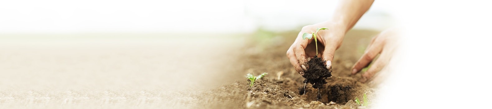 a hand planting sapling into soil