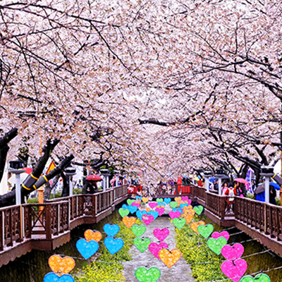 Cherry Blossom and Canola Flower, Korea