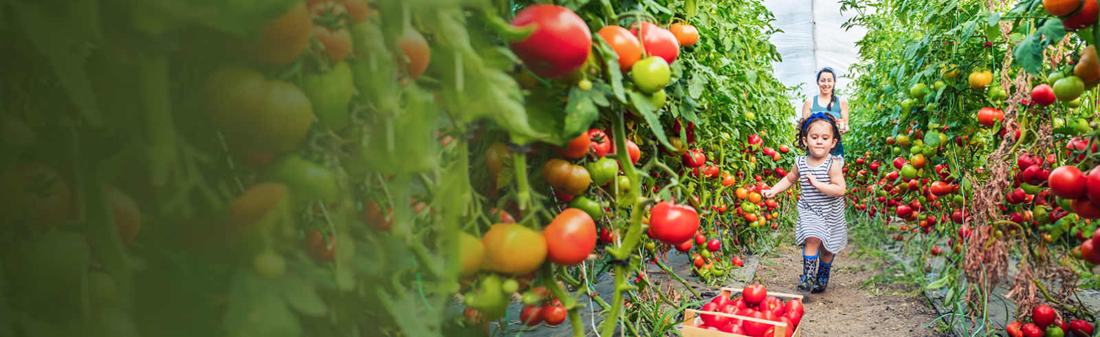Sow the seeds today for a fruitful harvest tomorrow
