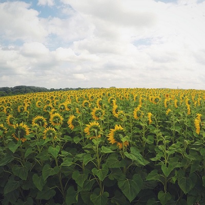 Sunflower pintile benefit 